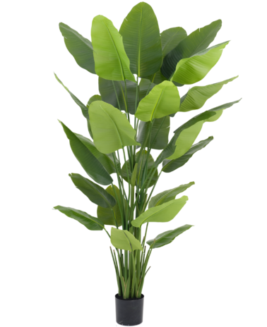 Greenmoods Kunstig plante Strelitzia Real Touch Deluxe 210 cm
