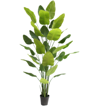 Greenmoods Kunstig plante Strelitzia Real Touch Deluxe 300 cm