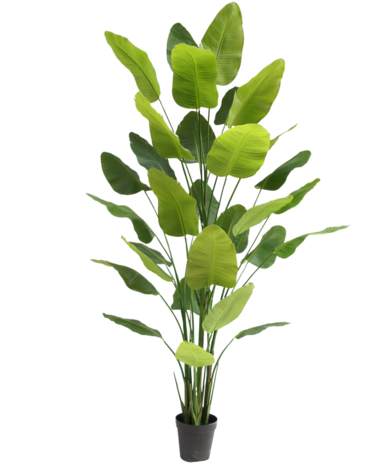 Greenmoods Kunstig plante Strelitzia Real Touch Deluxe 300 cm