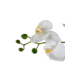 Greenmoods Kunstig Praktfull Orkidé Real Touch i Hvit potte 65cm