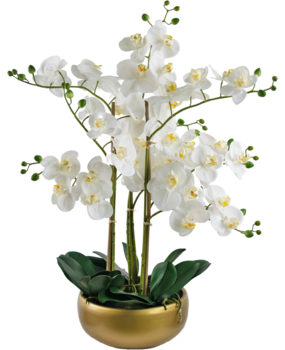 Greenmoods Kunstig Praktfull Orkidé Real Touch i Gullpotte 65cm Greenmoods Kunstig Praktfull Orkidé Real Touch i Gullpotte 65cm