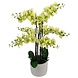Greenmoods Kunstig Orkidé Real Touch Grønn 80cm