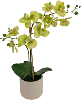 Greenmoods Kunstig Orkidé Real Touch i Keramikk Potte Grønn 60cm Greenmoods Kunstig Orkidé Real Touch i Keramikk Potte Grønn 60cm