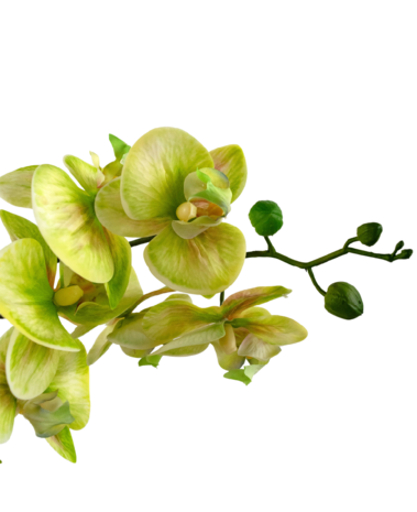 Greenmoods Kunstig Orkidé Real Touch i Keramikk Potte Grønn 60cm