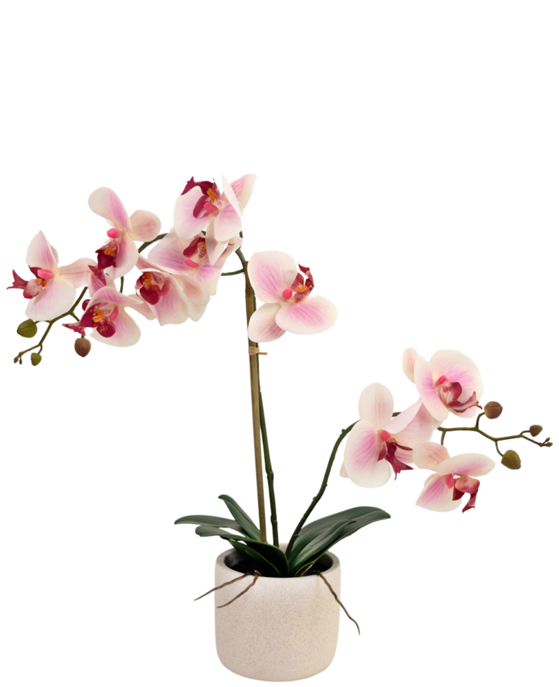 Greenmoods Kunstig Orkidé Real Touch i Keramikk Potte Rosa/Hvit 60cm