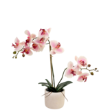 Greenmoods Kunstig Orkidé Real Touch i Keramikk Potte Rosa/Hvit 60cm