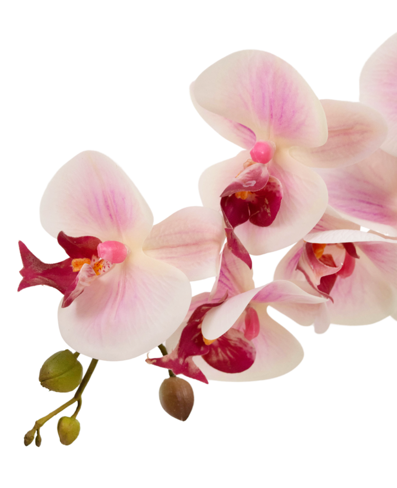 Greenmoods Kunstig Orkidé Real Touch i Keramikk Potte Rosa/Hvit 60cm