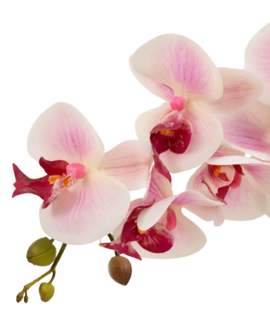 Greenmoods Kunstig Orkidé Real Touch i Keramikk Potte Rosa/Hvit 60cm