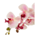 Greenmoods Kunstig Orkidé Real Touch i Keramikk Potte Rosa/Hvit 60cm