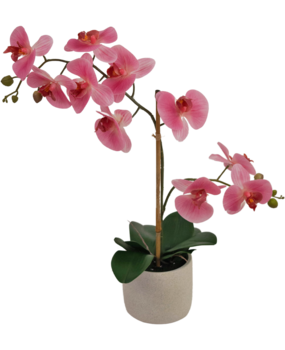 Greenmoods Kunstig Orkidé Real touch i Keramikk Potte Rosa 60cm Greenmoods Kunstig Orkidé Real touch i Keramikk Potte Rosa 60cm