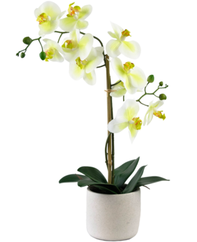 Greenmoods Kunstig Orkidé Real Touch i Keramikk Potte Lysgrønn 60cm Greenmoods Kunstig Orkidé Real Touch i Keramikk Potte Lysgrønn 60cm