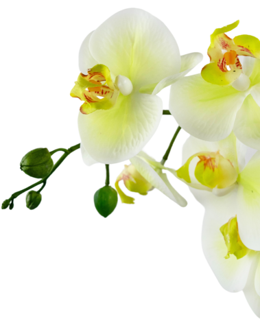 Greenmoods Kunstig Orkidé Real Touch i Keramikk Potte Lysgrønn 60cm Greenmoods Kunstig Orkidé Real Touch i Keramikk Potte Lysgrønn 60cm