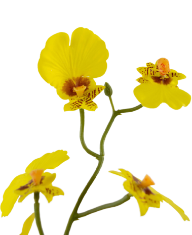 Greenmoods Kunstig Oncidium orkidé Real Touch Gul 48cm Greenmoods Kunstig Oncidium orkidé Real Touch Gul 48cm