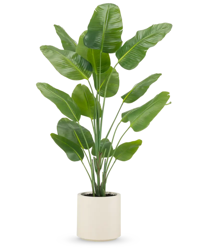 Greenmoods Kunstig plante Strelitzia Real Touch ferdiglaget i beige potte 180 cm