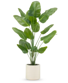 Greenmoods Kunstig plante Strelitzia Real Touch ferdiglaget i beige potte 180 cm