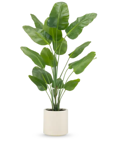 Greenmoods Kunstig plante Strelitzia Real Touch ferdiglaget i beige potte 180 cm
