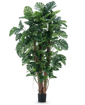 Greenmoods Kunstig Monstera Gigant 260 cm