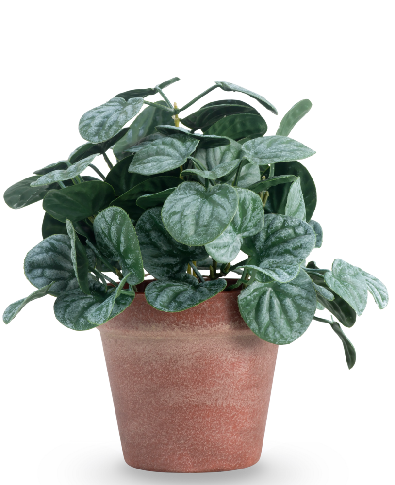 Greenmoods Kunstig Peperomia Busk Grønn i Terrapotte 26 cm