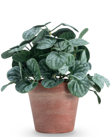 Greenmoods Kunstig Peperomia Busk Grønn i Terrapotte 26 cm