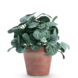 Greenmoods Kunstig Peperomia Busk Grønn i Terrapotte 26 cm