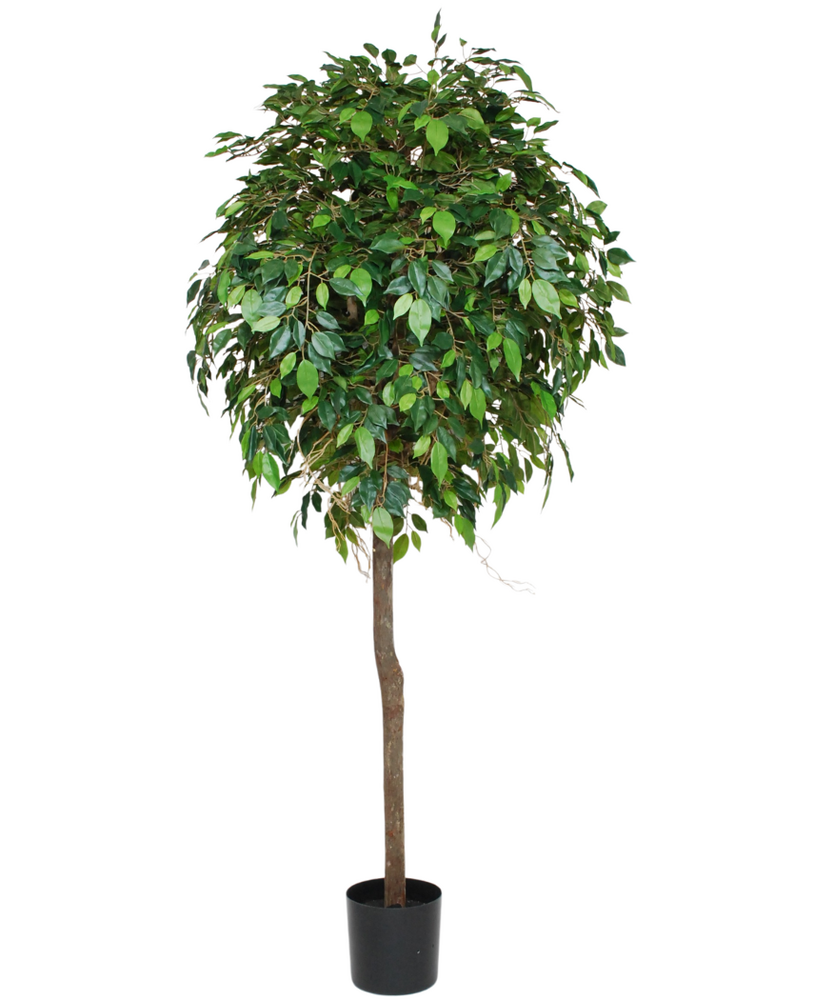 Greenmoods Kunstig Fikus Benjamin Tre 180cm