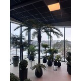 Greenmoods Kunstig Kanari Palme 350 cm