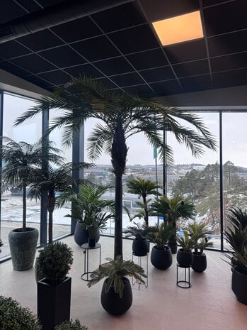 Greenmoods Kunstig Kanari Palme 350 cm