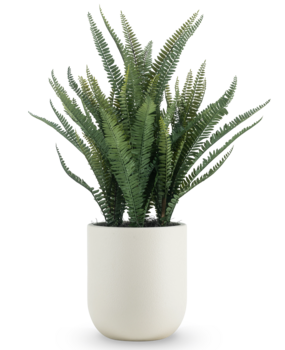 Greenmoods Kunstig Bostonbregne i Potte Beige 82cm