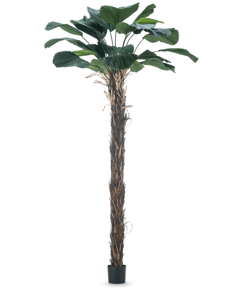Greenmoods Kunstig Lucuala Grandis 210cm