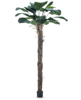 Greenmoods Kunstig Lucuala Grandis 210cm