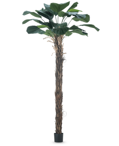 Greenmoods Kunstig Lucuala Grandis 210cm