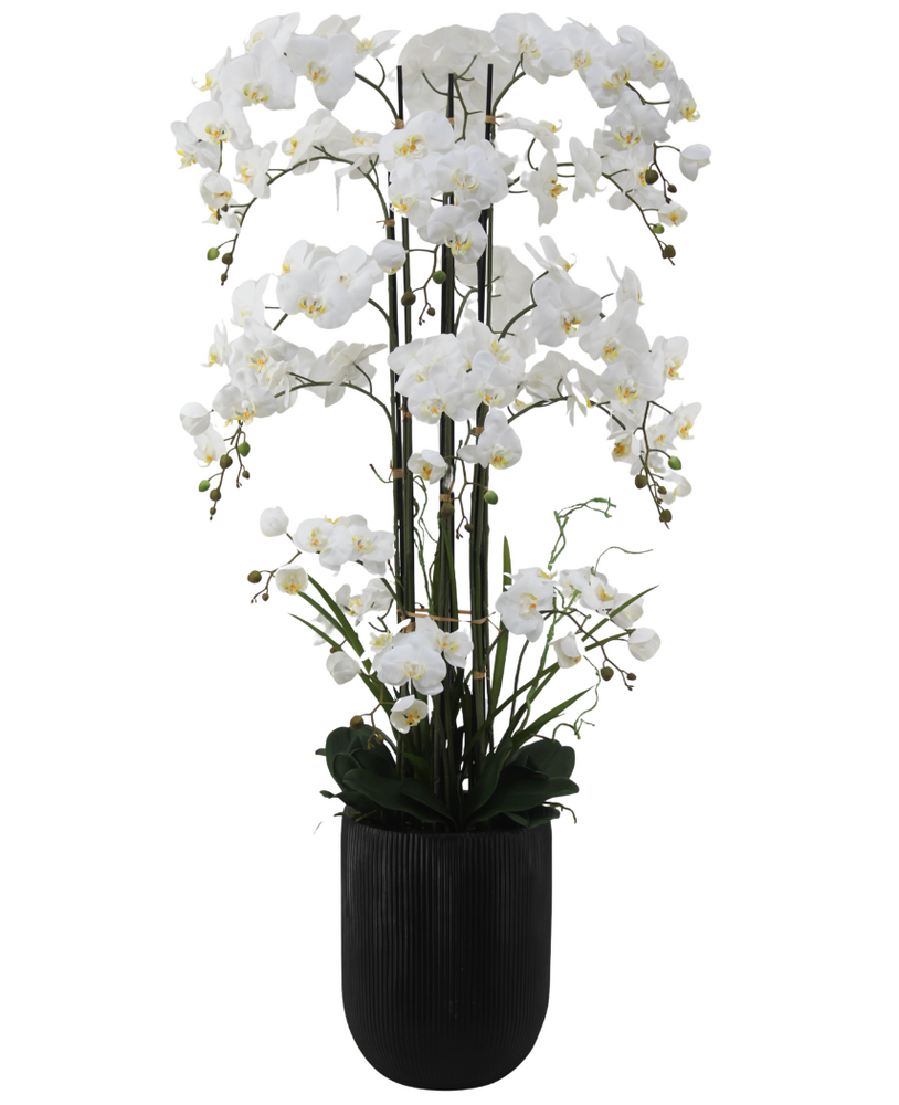 Greenmoods Eksklusiv Kunstig Phalaenopsis Real Touch Orkidé Hvit 150cm