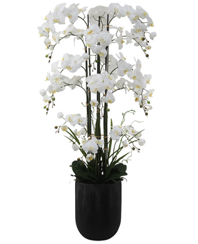 Greenmoods Eksklusiv Kunstig Phalaenopsis Real Touch Orkidé Hvit 150cm