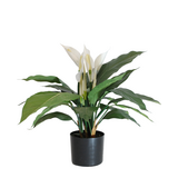 Greenmoods Kunstig Fredslilje Fyldig 50cm