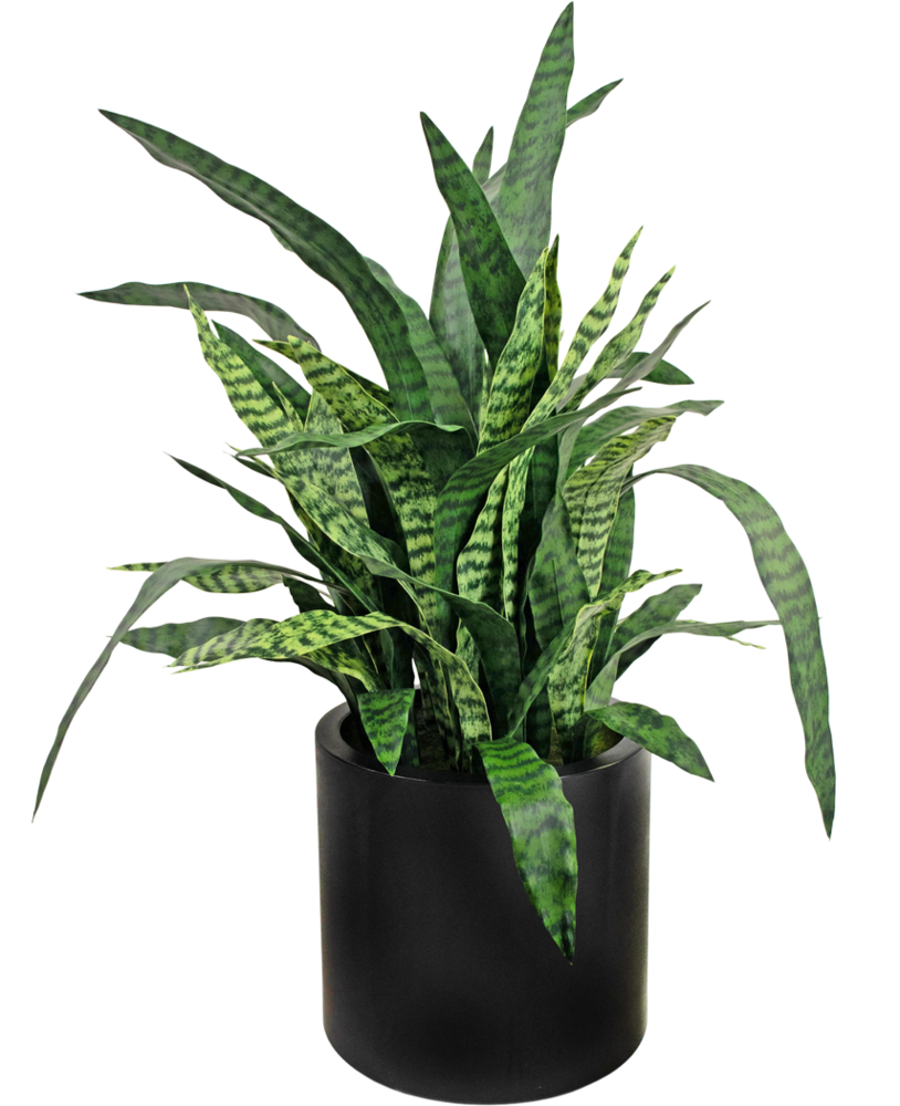 Greenmoods Kunstig Sansevieria Deluxe i Sort Krukke 110cm