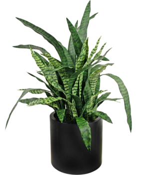 Greenmoods Kunstig Sansevieria Deluxe i Sort Krukke 110cm