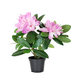 Greenmoods Kunstig Rhododendron Busk Rosa 34cm