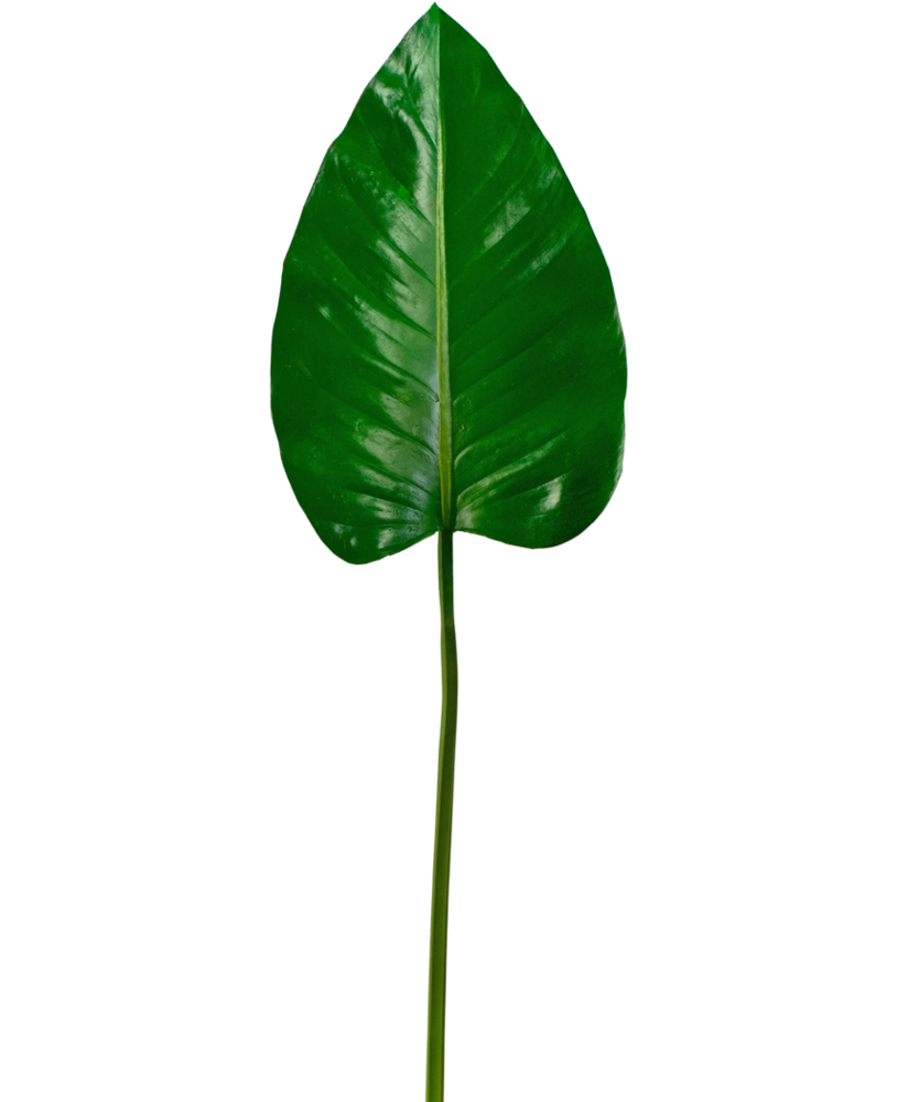 Greenmoods Kunstig blad Alocasia 78cm