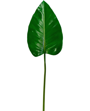 Greenmoods Kunstig blad Alocasia 78cm