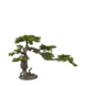 Greenmoods Kunstig Bonsai Furu UV 80 cm
