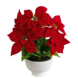 Greenmoods Kunstig Julestjerne Fyldig Rød i Skål 44cm