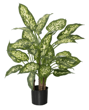 Greenmoods Kunstig Dieffenbachia Fyldig 70 cm