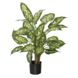 Greenmoods Kunstig Dieffenbachia Fyldig 70 cm