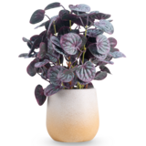 Greenmoods Kunstig Peperomia Caperata Lilla i Potte 31 cm