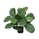Greenmoods Kunstig Fiolinfiken Plante 60 cm