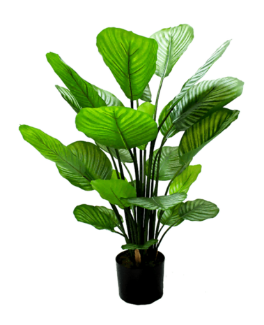 Greenmoods Kunstig Calathea Orbifolia 70 cm