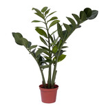 Greenmoods Kunstig Smaragdplante 50cm