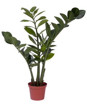 Greenmoods Kunstig Smaragdplante 50cm