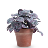 Greenmoods Kunstig Peperomia Caperata Lilla i Terrapotte 26 cm