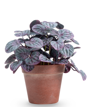 Greenmoods Kunstig Peperomia Caperata Lilla i Terrapotte 26 cm